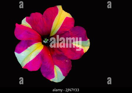 Une fleur de corail citron sur fond noir. Banque D'Images