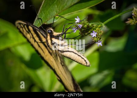 Une queue de tigre de l'est (Papilio, glaucus), papillon d'État de Caroline du Nord, se nourrit de nectar provenant de fleurs de Verbain brésiliennes. Banque D'Images