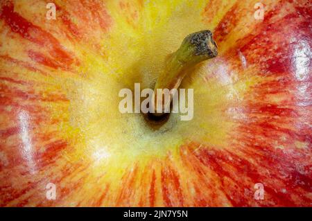 Gros plan de la vue de dessus d'une pomme Gala, montrant la tige. Contexte pour une alimentation saine ou le marché des agriculteurs. Banque D'Images