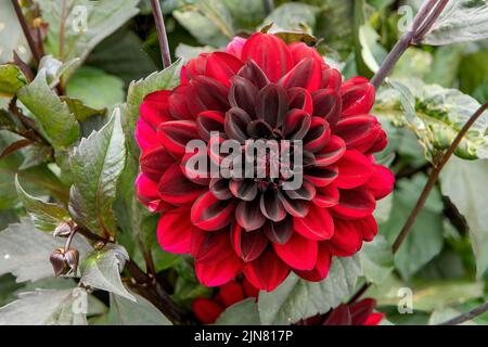 Dahlia Karma Choc Banque D'Images