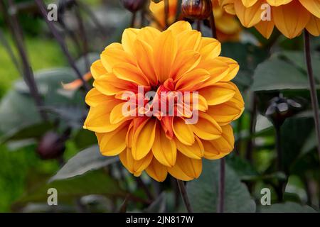 Dahlia David Howard Banque D'Images