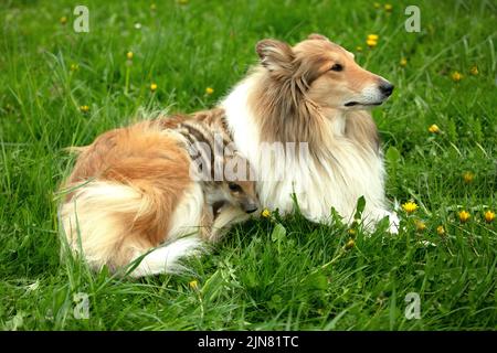 Les sangliers jouant avec Collie sur une prairie au printemps Banque D'Images