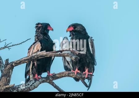 Deux Aigles Bateleur perchés sur la branche d'un arbre mort Banque D'Images