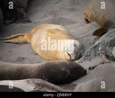 Les phoques du Nord de l'éléphant (Mirounga angustirostris) se prélassent au soleil au Rookery de Piedras Blancas à San Simeon, CA. Banque D'Images