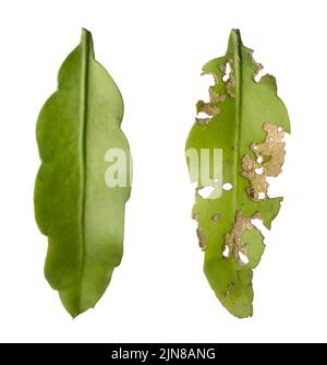 feuilles de plantes cereus en fleurs nocturnes, saines et trous, mangées ou endommagées par des insectes ou des ravageurs, isolées sur fond blanc, collection Banque D'Images