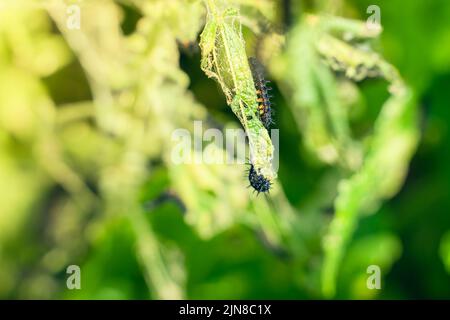 chenille noire d'un papillon de paon sur une ortie en gros plan. Une chenille noire avec des pointes et des points blancs mange les feuilles de l'ortie qui s'accroche Banque D'Images