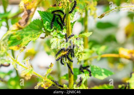 chenille noire d'un papillon de paon sur une ortie en gros plan. Une chenille noire avec des pointes et des points blancs mange les feuilles de l'ortie qui s'accroche Banque D'Images