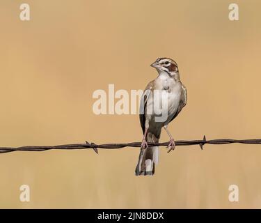 Un Sparrow Lark se balance sur fil barbelé Banque D'Images