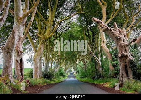 Dark Hedges - avenue romantique, majestueuse, atmosphérique, semblable à un tunnel, de hêtre entrelacés, planté au 18th-siècle en Irlande du Nord. Voir DO Banque D'Images