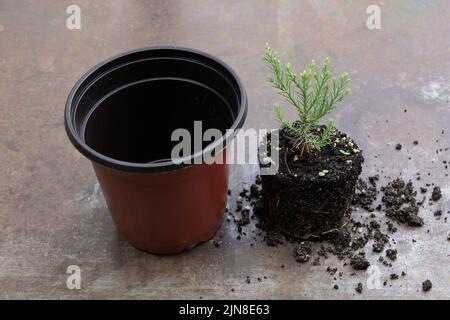 En cours de rempotage du jeune arbre de séquoia dans le nouveau pot Banque D'Images