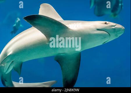 Exposition sur la nage des requins dans l'océan Voyager à l'aquarium de Géorgie, dans le centre-ville d'Atlanta, en Géorgie. (ÉTATS-UNIS) Banque D'Images