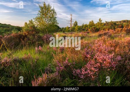 Août Heather et Heath sur la forêt d'Ashdown sur la haute Weald dans l'est du Sussex sud-est de l'Angleterre Banque D'Images