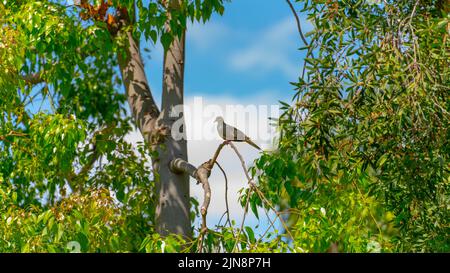 Une vue rapprochée de la magnifique colombe de Mourning, assise sur une branche d'arbre vert dans le parc sous le ciel bleu Banque D'Images