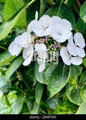 Un gros plan de fleur d'hortensia blanc sur un banc avec des feuilles vertes Banque D'Images