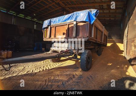 Processus de déchargement du blé dans le grenier. Stockage d'entrepôt de grain. Industrie agricole. Banque D'Images