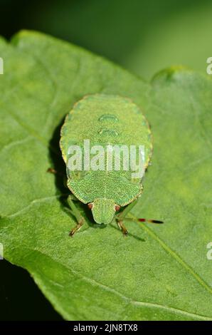 Bogue de bouclier vert commun / bogue de slink vert (Palomena prasina) nymph / immature, avec une antenne Banque D'Images