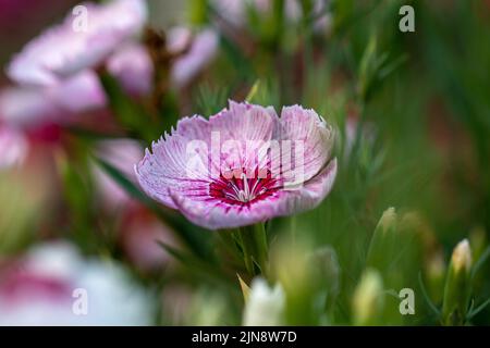 Douce fleur Banque D'Images