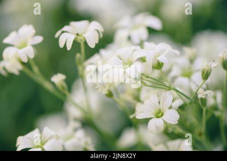 Cerastium tomentosum (neige en été), plante à fleurs herbacée, foyer sélectif Banque D'Images