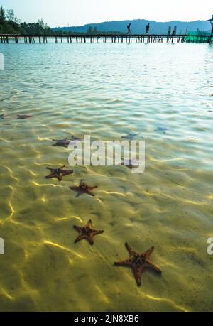 Seastars à Phu Quoc, Vietnam Banque D'Images