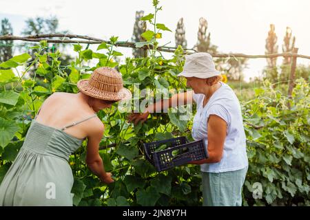 Les agricultrices cuechent des concombres dans une ferme d'été. La mère et la fille adulte récoltent des légumes et les mettent dans une caisse. Jardinage. Entreprise familiale Banque D'Images