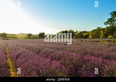 Grand champ de lavande en pleine fleur colorée au coucher du soleil en été avec les touristes marchant dans les champs. Banque D'Images