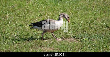Une oie solitaire de graylag qui se promeuna au-dessus d'un pré Banque D'Images