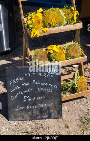 Nourrir les oiseaux avec les têtes de tournesol pollinisées 50p une tête il suffit des accrocher au panneau à Maiden Castle Farm, Dorchester, Dorset UK en août Banque D'Images