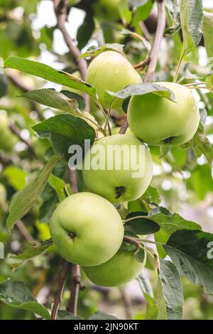 Pommes vertes avec raindrops sur un arbre en été. Jardin Orchard en août. Mise au point sélective. Fruits juteux en gros plan. Concept de récolte Banque D'Images