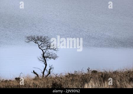 Un temps humide brumeux au-dessus d'un arbre à moucherons tordus et monostopés qui pousse sur la rive du lac Colliford, sur le Moor sauvage de Bodmnin, dans les Cornouailles. Banque D'Images