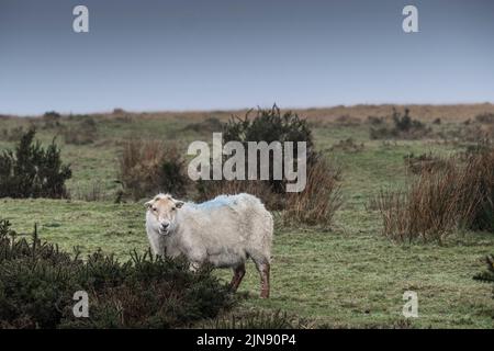 Moutons paître dans un temps froid et humide misérable sur Bodmin Moor, en Cornouailles. Banque D'Images