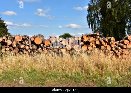 Une vue de face de bois de rondins d'arbres coupés et empilés sur le sol Banque D'Images