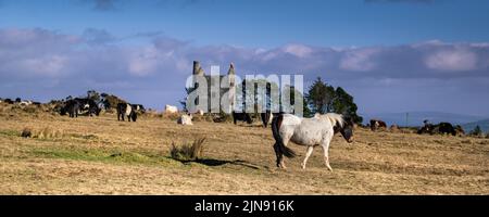 Une image panoramique d'un poney de Bodmin en itinérance sur Craddock Moor sur le robuste Bodmin Moor à Cornwall au Royaume-Uni. Banque D'Images