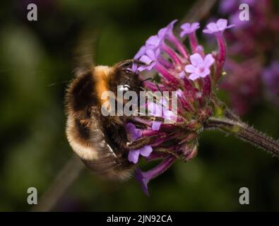 Une abeille Bumble à queue blanche très furie se nourrissant d'une fleur de Verbena et la pollinisation de celle-ci Banque D'Images