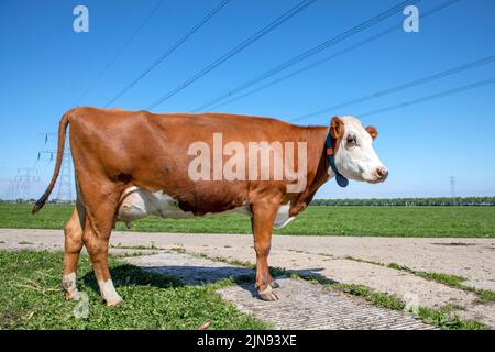 Vache passant un chemin, marchant dans un champ, câbles d'électricité, horizon sur terre, rouge et blanc heureux montbeliarde, détendu dans le pâturage vert avec un b Banque D'Images