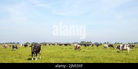 Groupe de vaches paître dans le pâturage, paisible et ensoleillé dans le paysage hollandais de terre plate avec un ciel bleu à l'horizon, vue panoramique large Banque D'Images