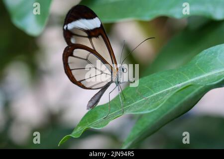 Le papillon en verre (Greta Oto) repose sur une feuille verte. Banque D'Images