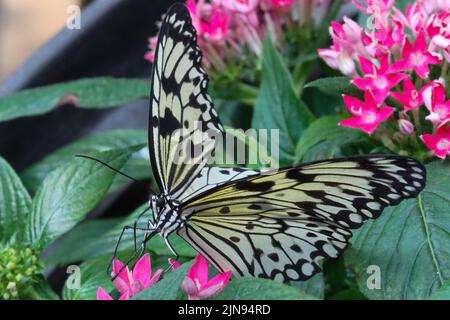 Le papillon noir et blanc repose sur une fleur rose Banque D'Images