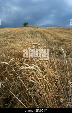 champ de blé récolté et épis de blé Banque D'Images