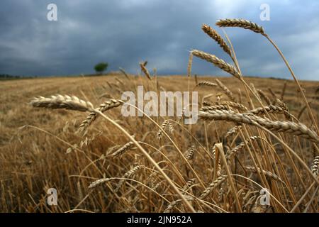 champ de blé récolté et épis de blé Banque D'Images