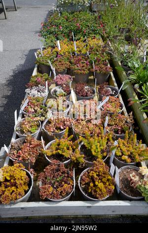 Plantes alpines à vendre en plein air en été dans le Yorkshire de l'est, Angleterre, Royaume-Uni, GB. Banque D'Images