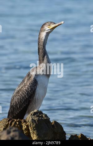 Jeune oiseau cormoran dans la mer Adriatique Banque D'Images