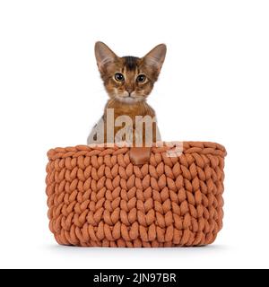 Adorable chaton somalien, assis dans un panier face à l'avant. En regardant vers l'appareil photo. Isolé sur un fond blanc. Banque D'Images