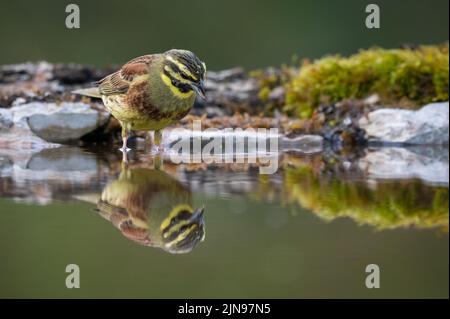 CIRL Bunting baignade et regarder son reflet dans une piscine peu profonde Banque D'Images