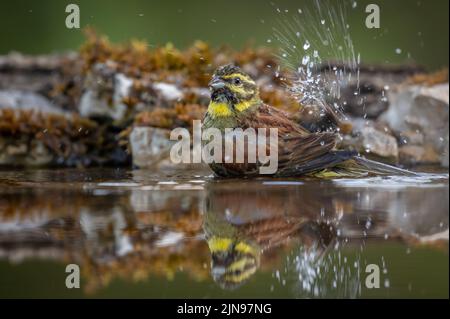 CIRL Bunting barbotant dans une piscine prenant un bain Banque D'Images