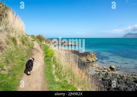 Border Collie sur le sentier côtier de Porthdinllaen près de Morfa Nefyn, péninsule de Lleyn, au nord du pays de Galles. Banque D'Images