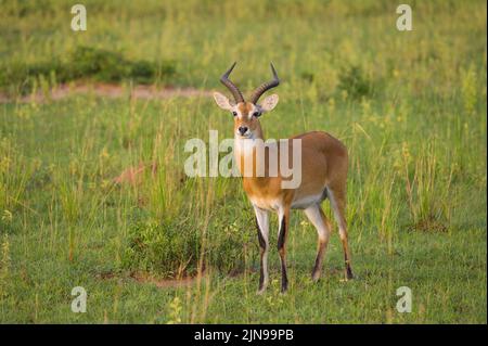 Portrait d'un kob ougandais (Kobus thomasi) dans le parc national de Murchison Falls (Ouganda), matin ensoleillé en mai Banque D'Images