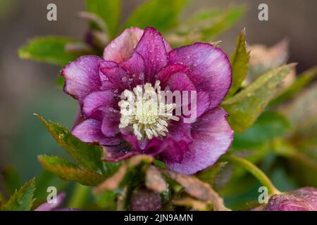 Rose de Noël ou fleurs de printemps hellébore qui se positionne à l'ombre. Hellébores Double Crown Rose fleurissent de la fin de l'hiver jusqu'au début du printemps. Banque D'Images
