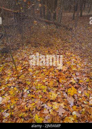 Arrière-plan des feuilles d'érable.Arrière-plan coloré de feuilles acer d'automne tombées. Banque D'Images