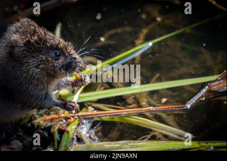 British Water Vole, vue rapprochée à droite Banque D'Images