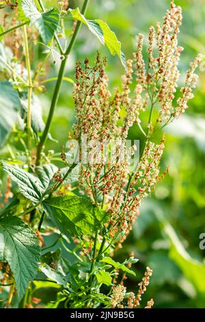 Sorrel fleurit dans le jardin. Rumex acetosa, un sorrel commun, une plante herbacée vivace de la famille à fleurs multiples Banque D'Images